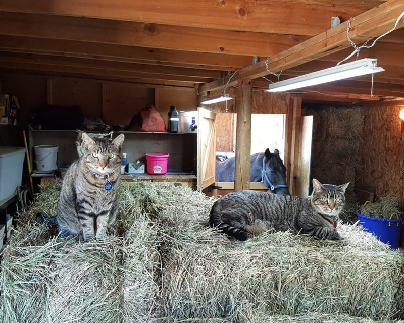 Barn Cats: Pets with a Profession - Humane Society of the Pikes Peak Region
