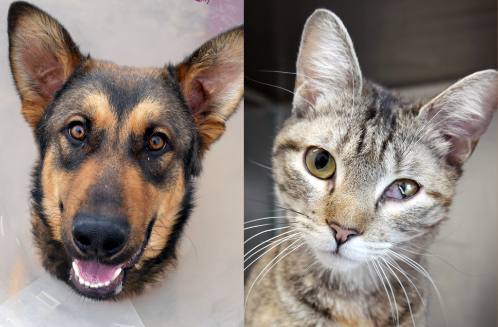 Adopt-A-Pet & Dog/Cat Boarding, Columbia-Greene Humane Society/SPCA